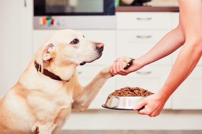 Like people and cats, dogs can become diabetic, too 